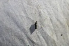 Bayberry Leaftier Moth thumbnail 3