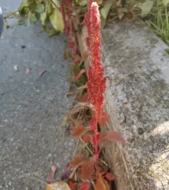 Red amaranth thumbnail 4