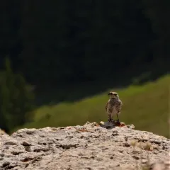 Rock Wren thumbnail 3