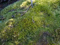 Herzogiella adscendens thumbnail 2