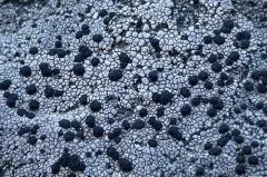 Sunken Button Lichen thumbnail 2