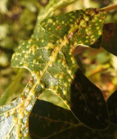 Neuroterus niger thumbnail 1