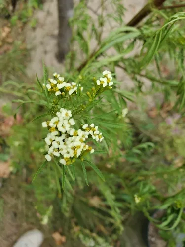 wild marigold