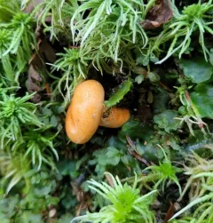 Lactarius aestivus thumbnail 4