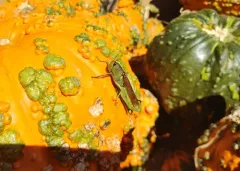 Obscure Bird Grasshopper thumbnail 4