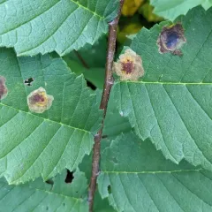 Elm Leafminer thumbnail 1