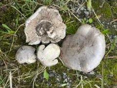 Tricholoma pullum thumbnail 1