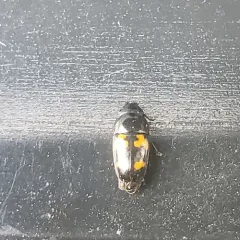Picnic Beetle thumbnail 3