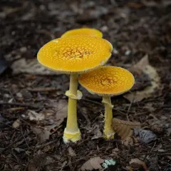 Frost's Amanita photo