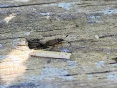 Clubbed Seed Bug thumbnail 2