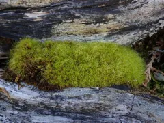Denuded Dicranodontium Moss thumbnail 2
