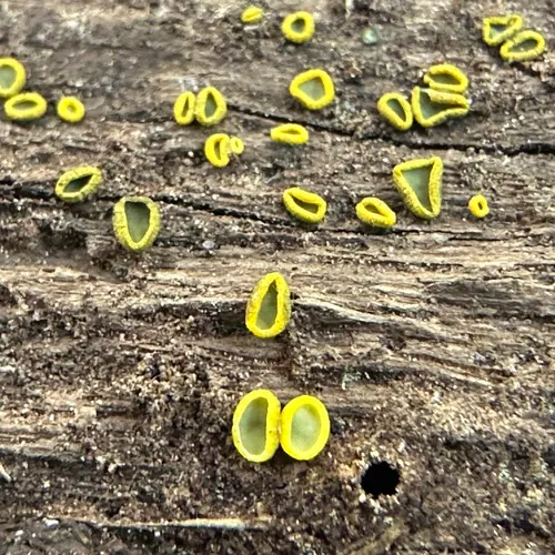 Chlorosplenium chlora