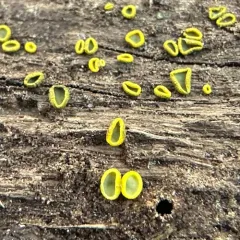 Chlorosplenium chlora thumbnail 1