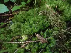 Greater Fork-moss thumbnail 3