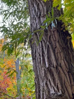 crack willow thumbnail 4