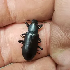 false mealworm beetle thumbnail 2