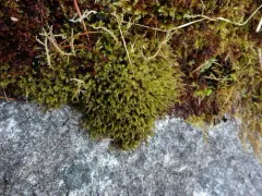 Clustered Rock Moss thumbnail 4