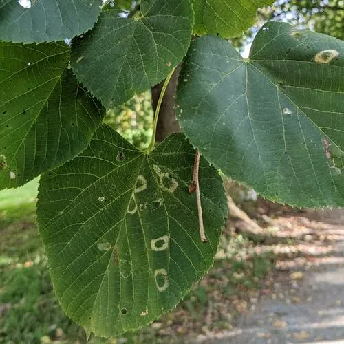 Basswood Miner Moth