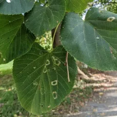 Basswood Miner Moth thumbnail 1