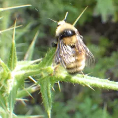 Northern Amber Bumble Bee thumbnail 2