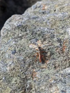 Cratichneumon w-album thumbnail 3