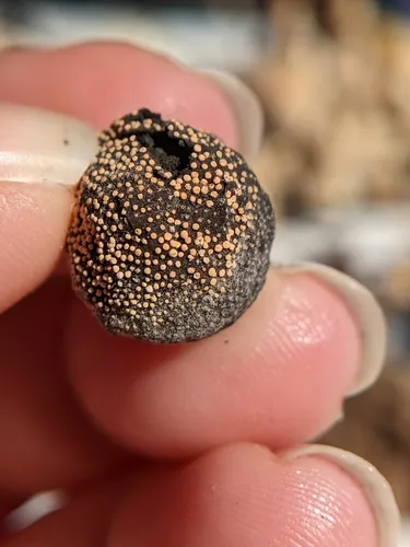 Acrostalagmus luteoalbus