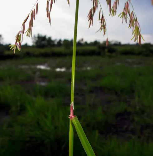 annual wild rice