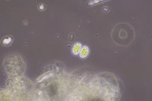 Cosmarium porteanum