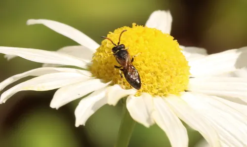 Conspicuous Masked Bee