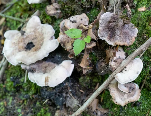 Fused Tooth