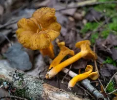 Yellow Foot thumbnail 2