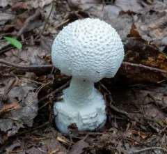 American Abrupt-bulbed Lepidella thumbnail 2
