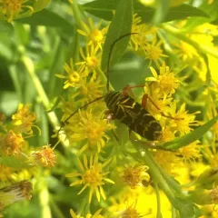 Locust Borer thumbnail 1