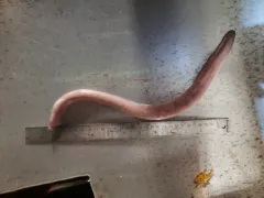 Girard's Atlantic Hagfish thumbnail 2