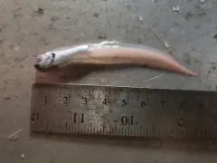 Atlantic Soft Pout thumbnail 3