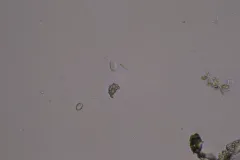 Goniomonas truncata thumbnail 2