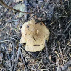 Woolly Pine Spike thumbnail 3