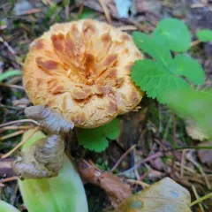 Turbinellus kauffmanii thumbnail 4
