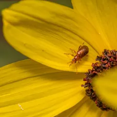 Luperaltica nigripalpis thumbnail 4