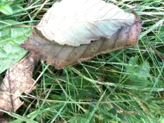 Leiobunum rotundum thumbnail 2