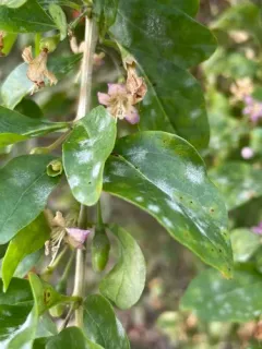 Arthrocladiella mougeotii thumbnail 3