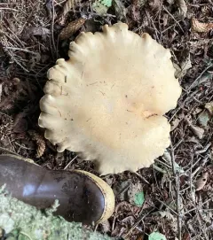 Large White Leucopax thumbnail 2