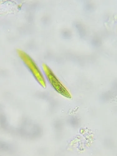 Fusola viridis