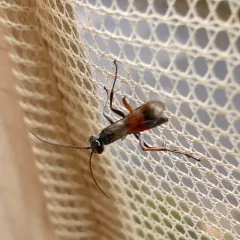 Blotchwing Spider Wasp thumbnail 3