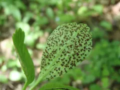Tranzschelia pseudofusca thumbnail 4