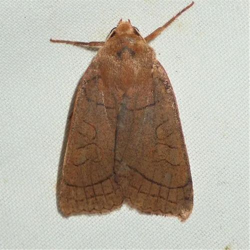 Unsated Sallow