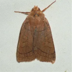 Unsated Sallow thumbnail 1