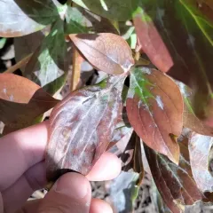 Peony Powdery Mildew thumbnail 3
