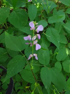 toothed tick-trefoil thumbnail 2