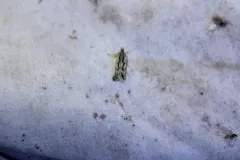 Prolita variabilis thumbnail 2
